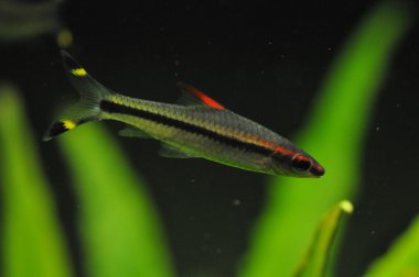 Puntius denisonii