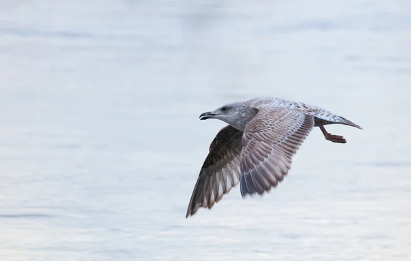 Seagull - Larus argentatus — Stockfoto