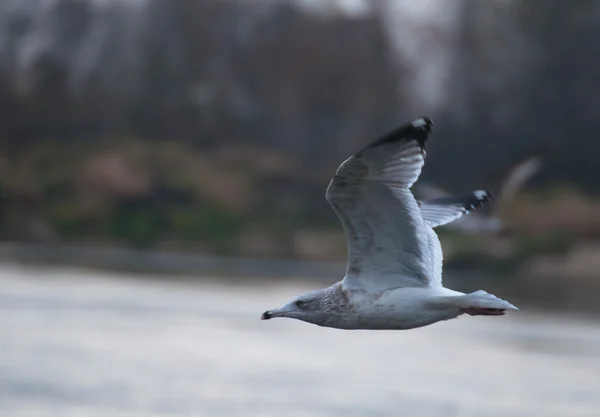 Seagull - Larus argentatus — Stockfoto