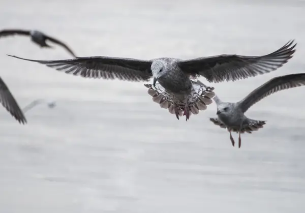 Martı - larus argentatus — Stok fotoğraf