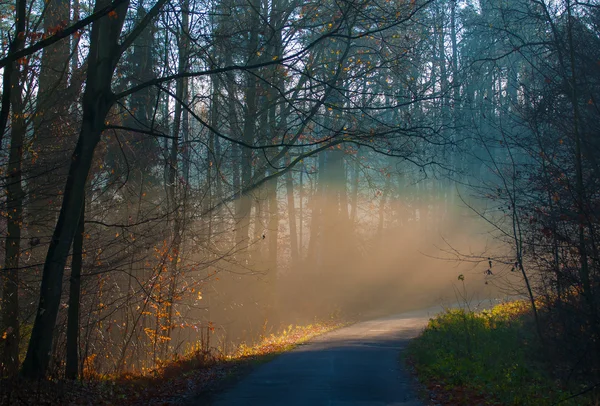 Herfst bos en over de weg — Stockfoto