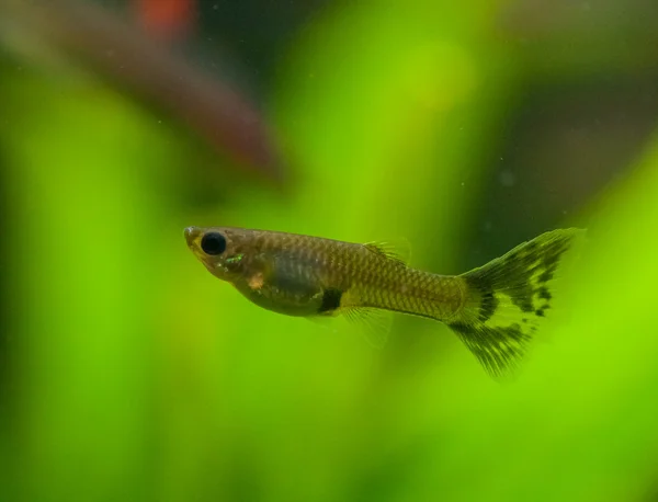 Poecilia reticulata —  Fotos de Stock