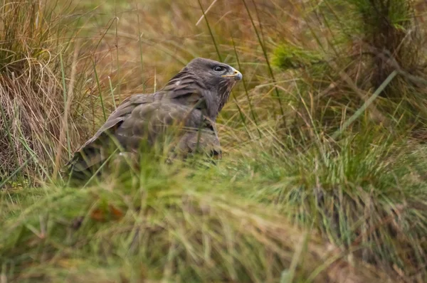 Mäusebussard — Stockfoto