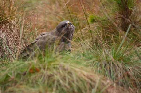 Buzzard. — Fotografia de Stock