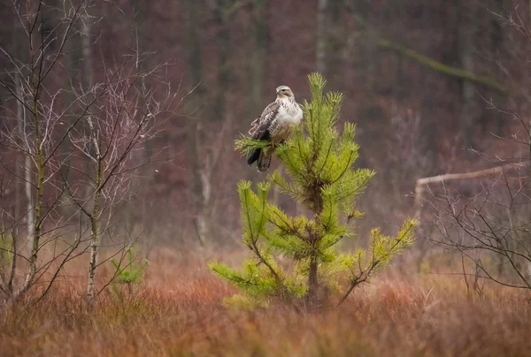 Buzzard. — Fotografia de Stock