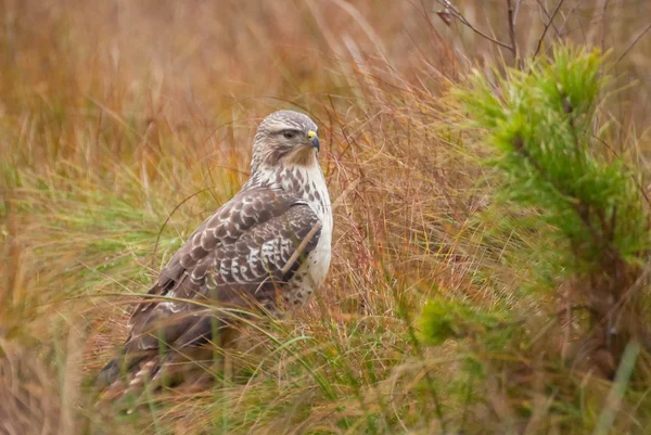 Mäusebussard — Stockfoto