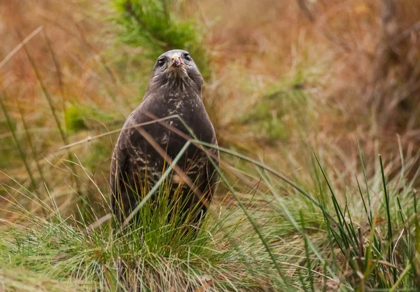 Buzzard. — Fotografia de Stock