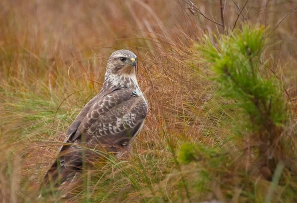 Buzzard. — Fotografia de Stock