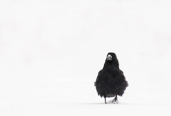 Corvus - kuzgun — Stok fotoğraf