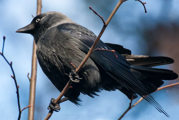 Jackdaw ! — Photo