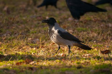 şapkalı karga, karga, corvus cornix