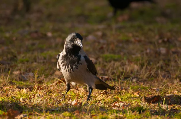 Corvo incappucciato, corvo, Corvus cornix — Foto Stock