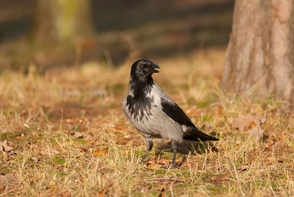 Hooded crow crow, corvus cornicx — Stockfoto