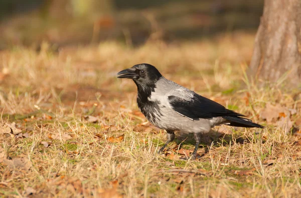 Hooded crow, kråka, corvus cornix — Stockfoto