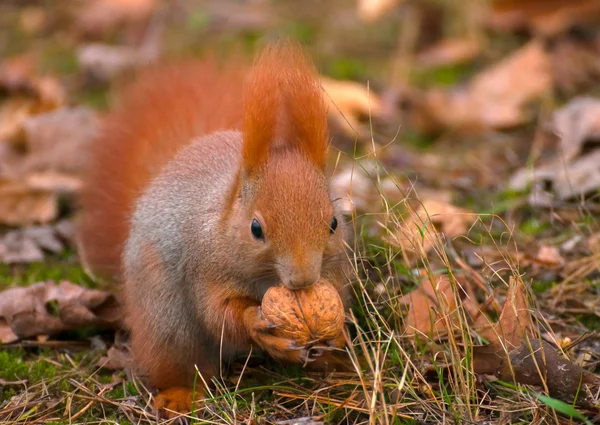 Eichhörnchen — Stockfoto