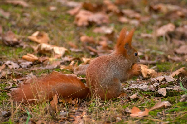 Squirrel — Stock Photo, Image