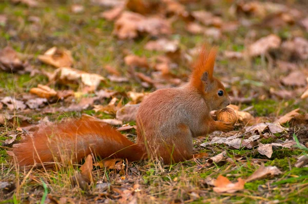 Eichhörnchen — Stockfoto