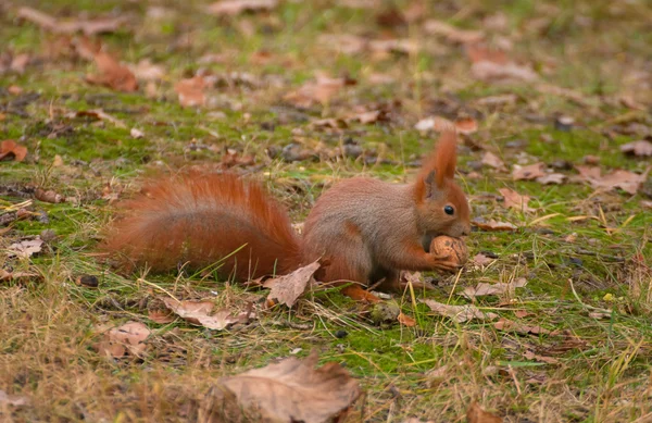 Eichhörnchen — Stockfoto