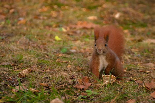 Eichhörnchen — Stockfoto