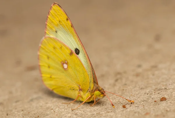 Farfalla — Foto Stock