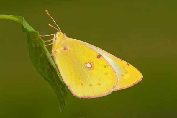 Farfalla — Foto Stock