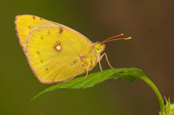 Farfalla — Foto Stock