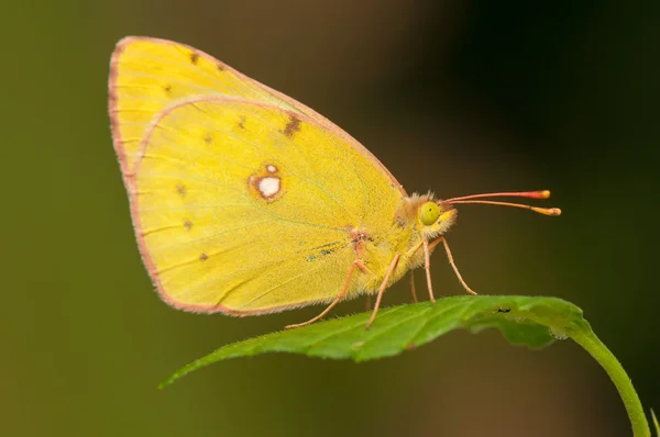 Farfalla — Foto Stock