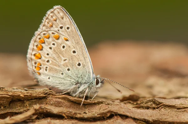 Motyl — Zdjęcie stockowe