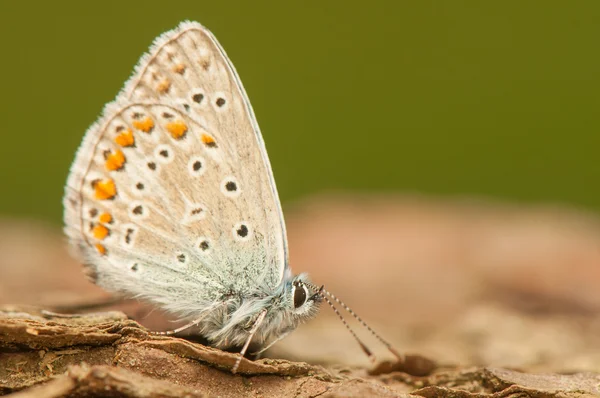 Mariposa. —  Fotos de Stock