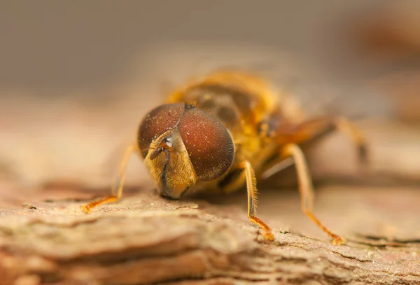 곤충 비행 — 스톡 사진