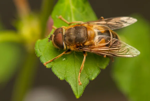 Vliegen insect — Stockfoto