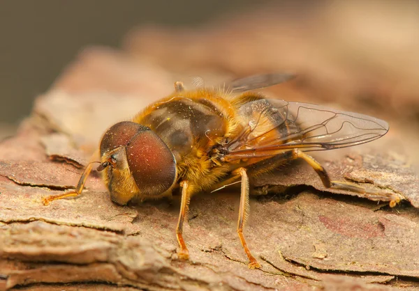 Flygeinsekter – stockfoto