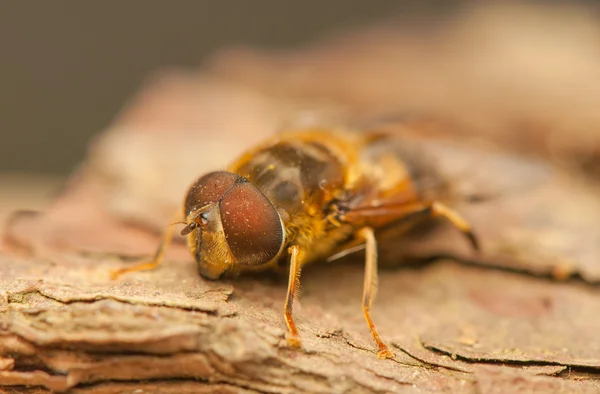 Flyga insekt — Stockfoto