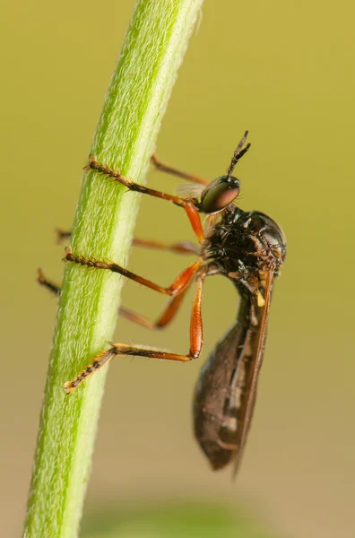 Mouche insecte — Photo
