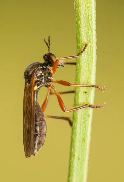 Vliegen insect — Stockfoto