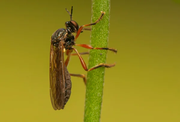 Insekten fliegen — Stockfoto