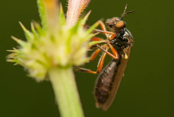 Insetto mosca — Foto Stock