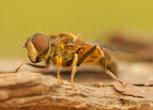 Létat hmyz — Stock fotografie