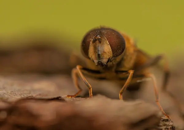 Mucha owad — Zdjęcie stockowe