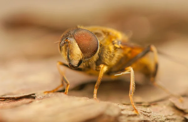 Fly insect — Stock Photo, Image