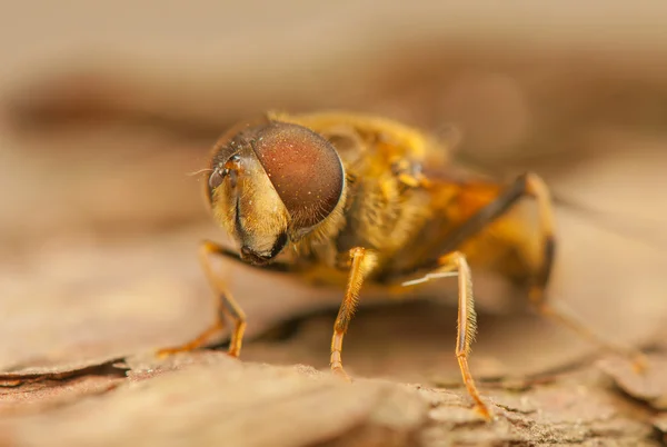 Insecto mosca — Foto de Stock