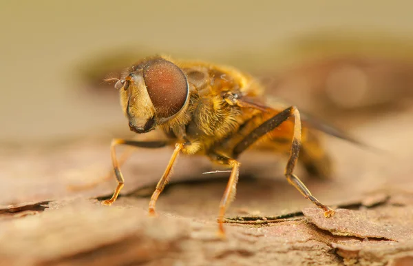 Insecto mosca — Foto de Stock