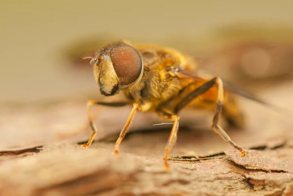 Insecto mosca — Foto de Stock