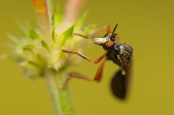 Insecto mosca — Foto de Stock