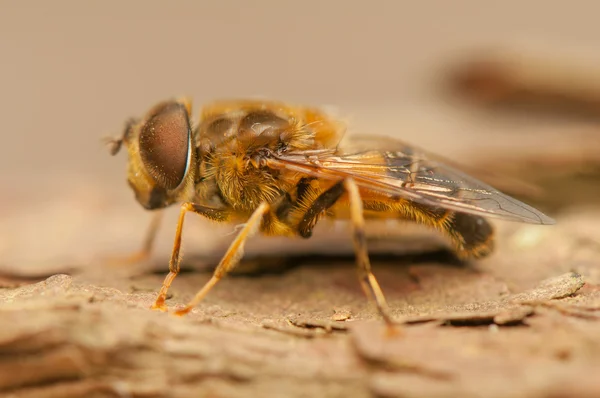 Insecto mosca —  Fotos de Stock