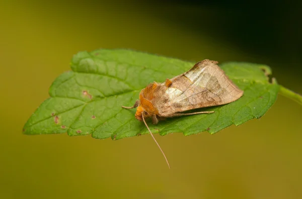 Borboleta — Fotografia de Stock