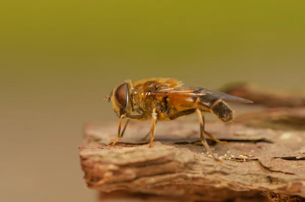 Flyga insekt — Stockfoto