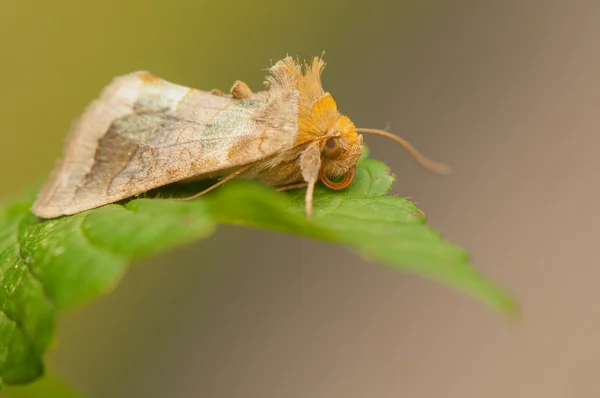 Schmetterling — Stockfoto