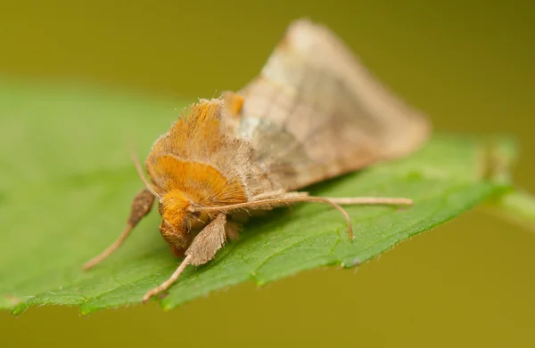 Mariposa. — Foto de Stock