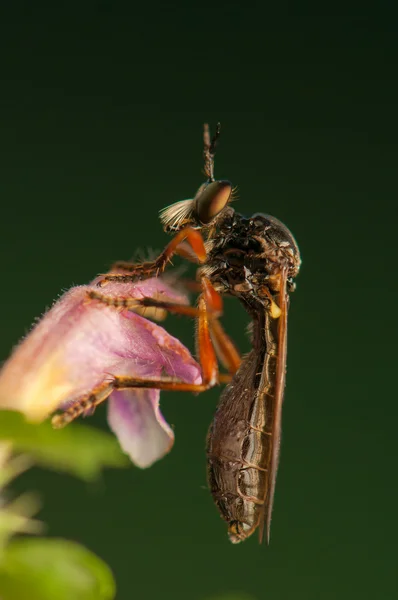 Insetto mosca — Foto Stock